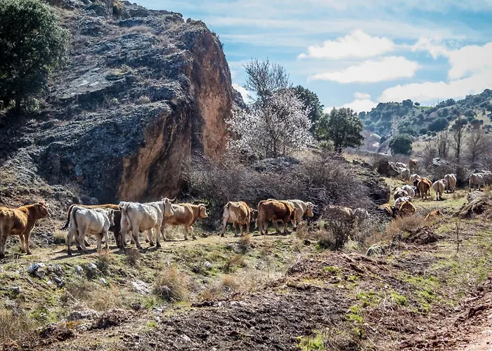別荘 Entre Vinedos